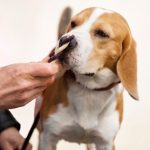 “Essential Pet Products Every Owner Should Consider”